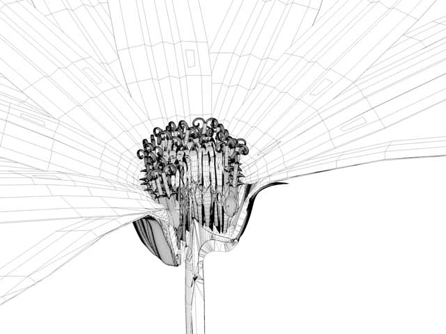 Helianthus, 3D-Wireframe