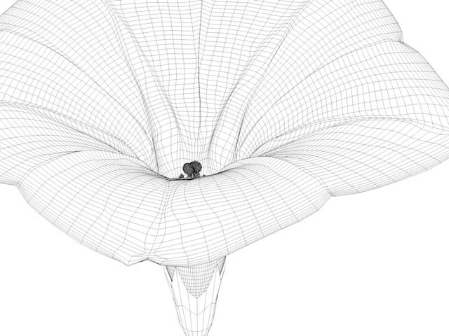 Ipomoea, 3D-Wireframe